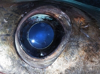 oog van tonijn
